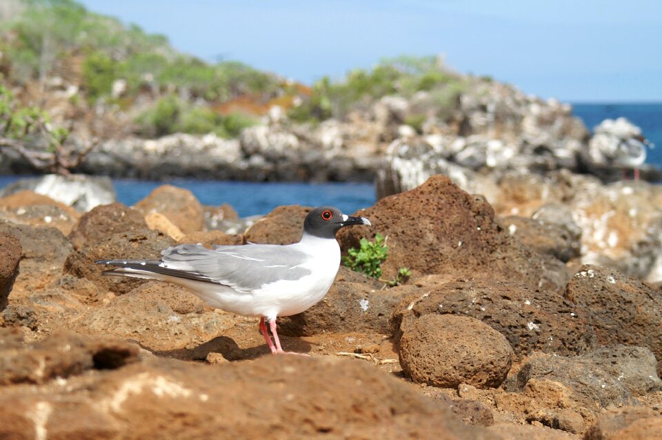 Ecuador travel island