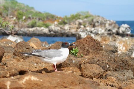 Ecuador travel island