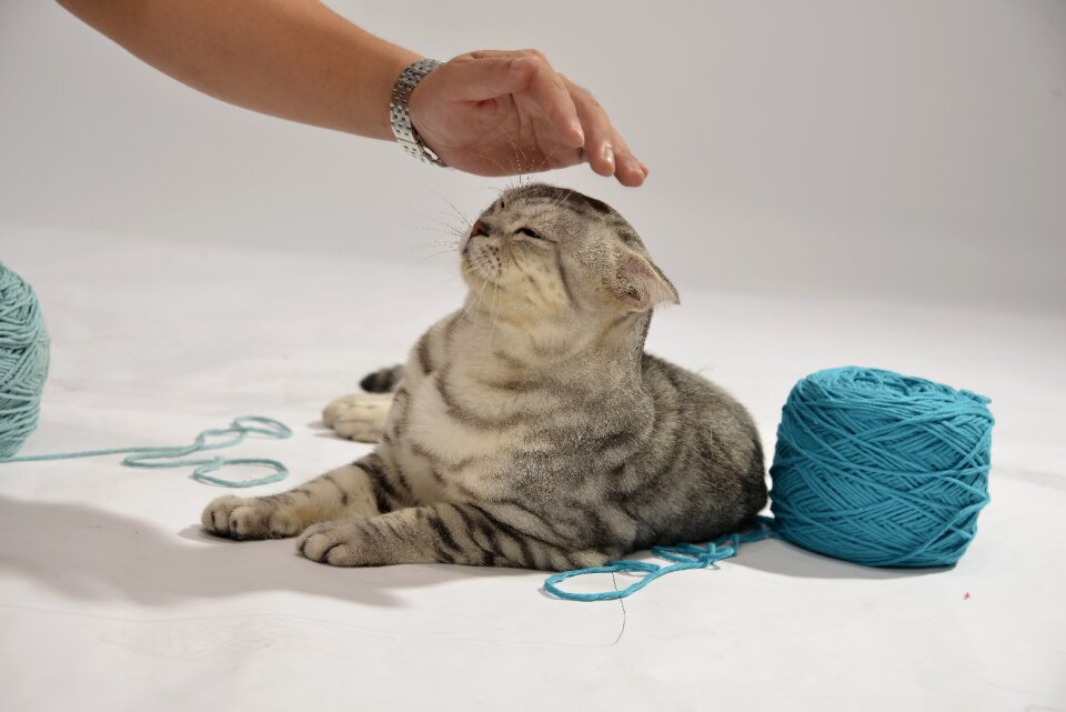 Pets gray fur yarn