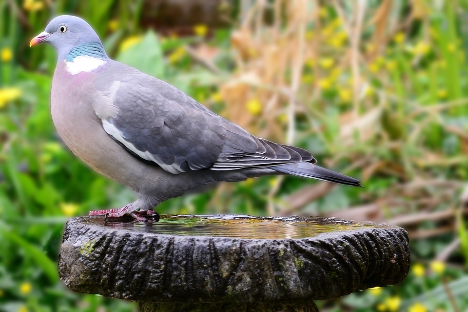 Perched bird bath garden