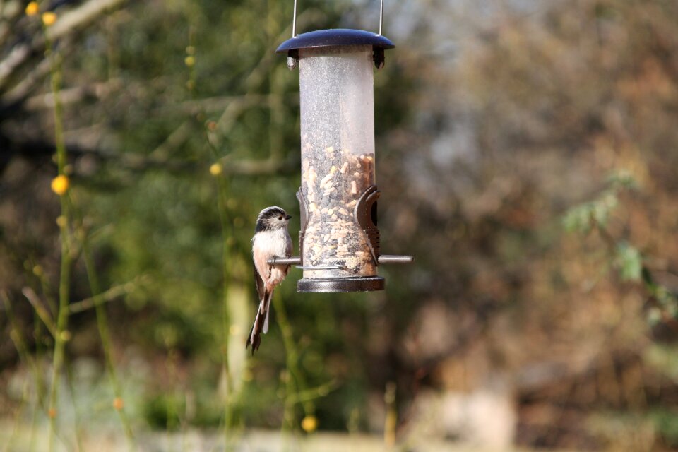 Warwickshire bird garden