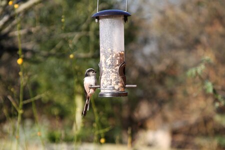 Warwickshire bird garden
