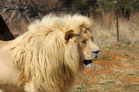 Big5 beautiful animals