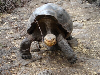 Wildlife endangered shell