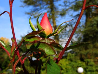 Bud flower plant photo