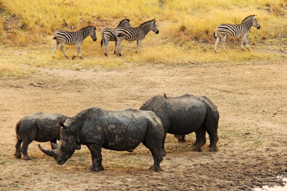 Adventure safaris scenic