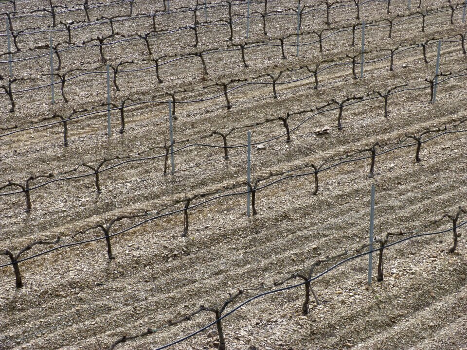 Strains abstract priorat