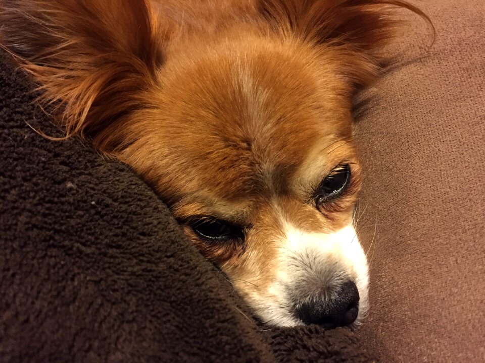Serendipity adorable purebred