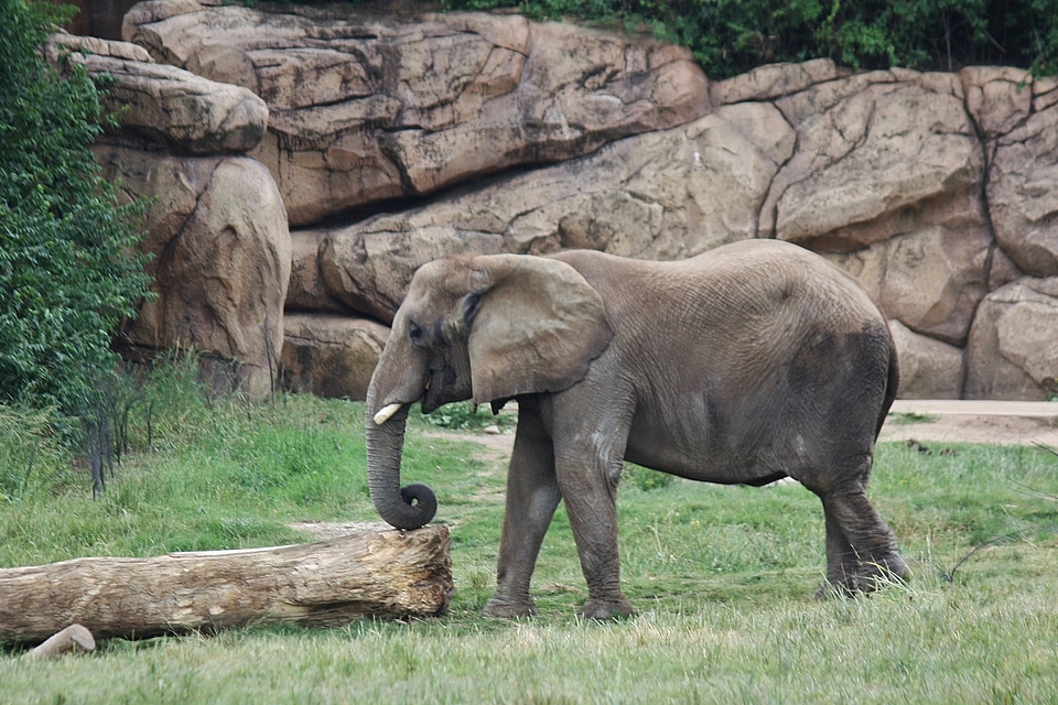 Animal wildlife wild