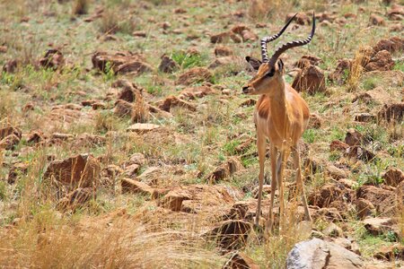 Safaris scenic beautiful