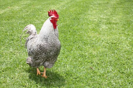 Animal poultry pinnate photo