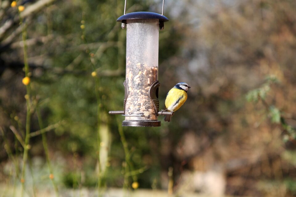 Blue tit garden photo