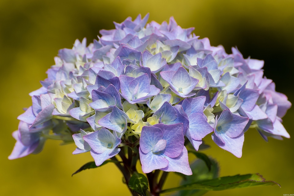 Summer netherlands hydrangea