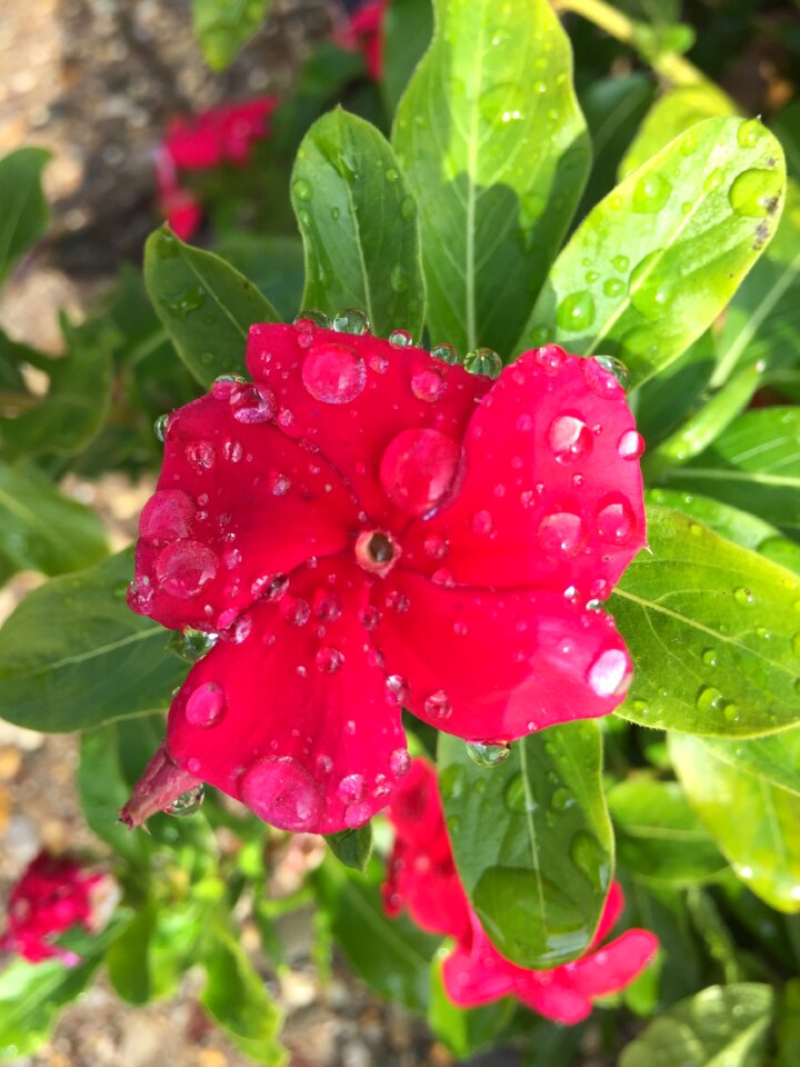 Garden petal bloom