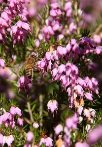 Insect nature hover photo