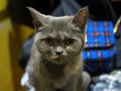 Cat fur pets