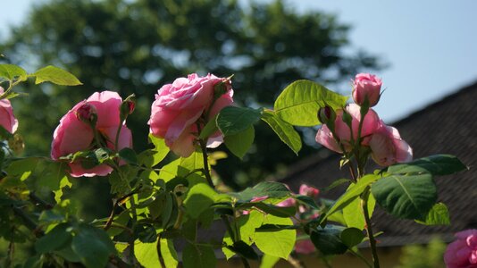 Rose blooms nature garden roses photo