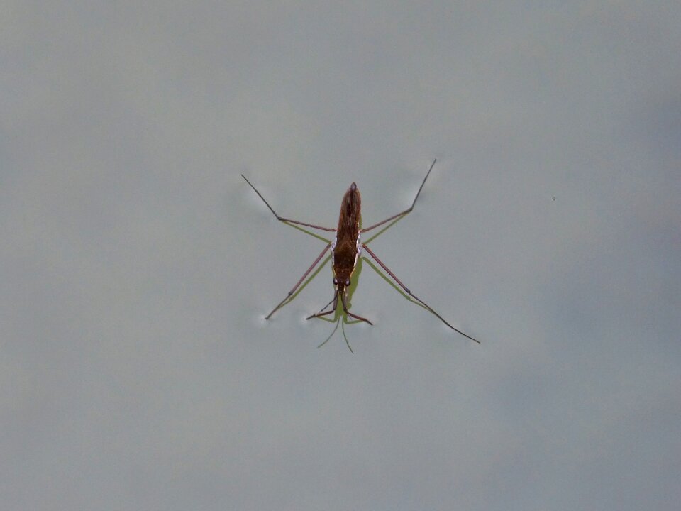 Walk on water sabater pond