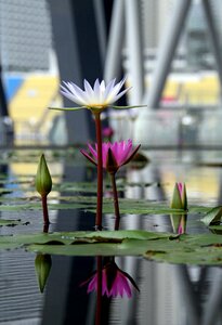 Water lily lotus flower pond photo