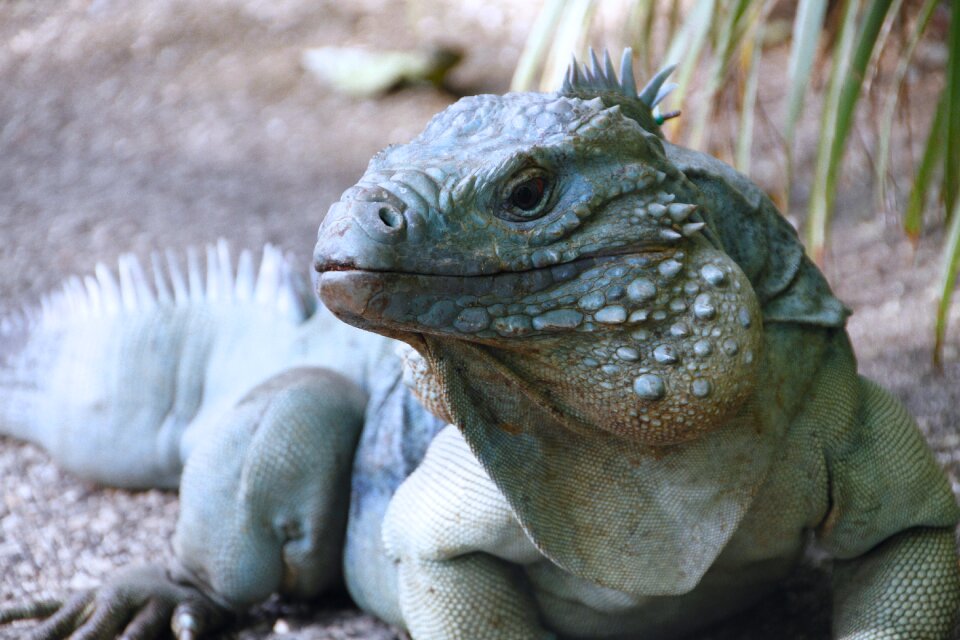Lizard wildlife animal