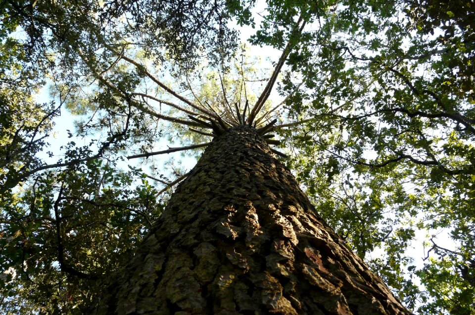 Aesthetic tree log