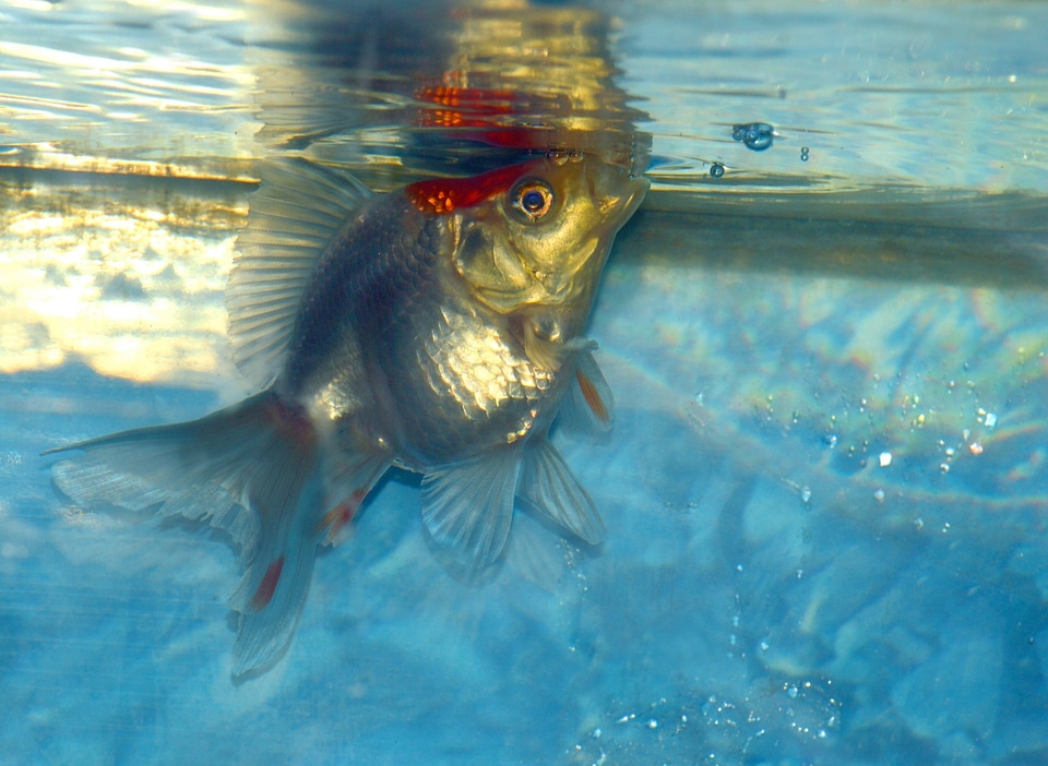 White aquarium aquatic