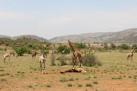Safaris scenic beautiful