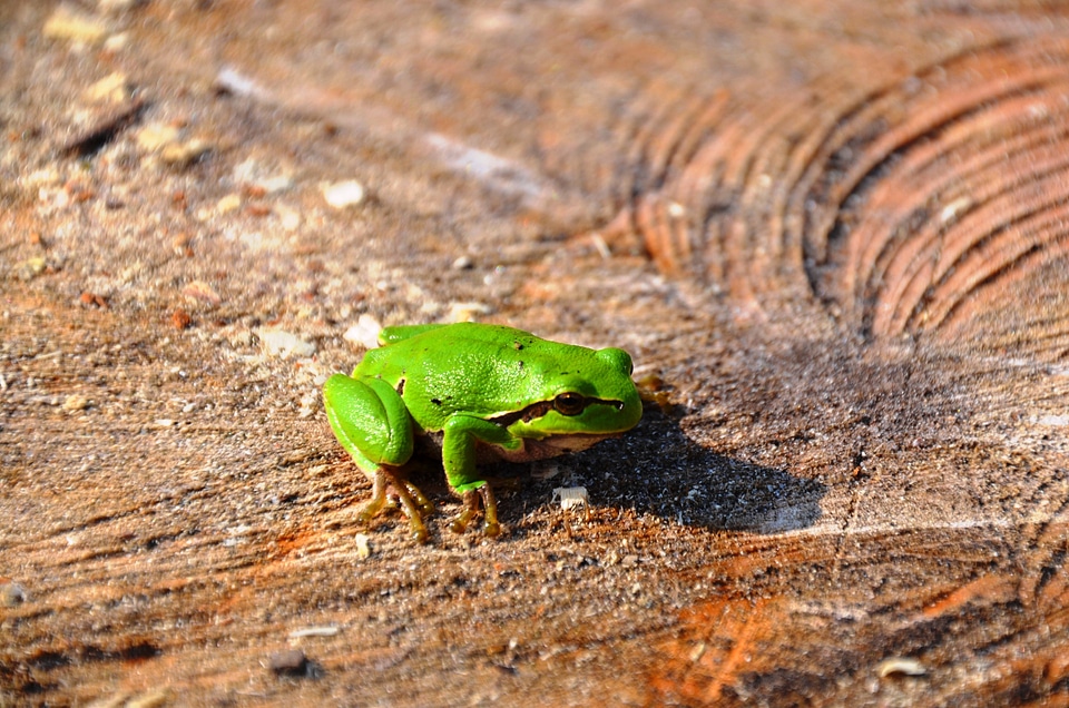 Amphibians tribe green