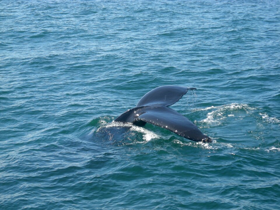 Humpback mammal sea photo