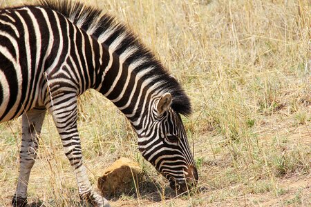 Safaris scenic beautiful