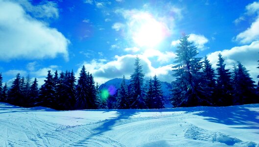 Blue snow trees photo