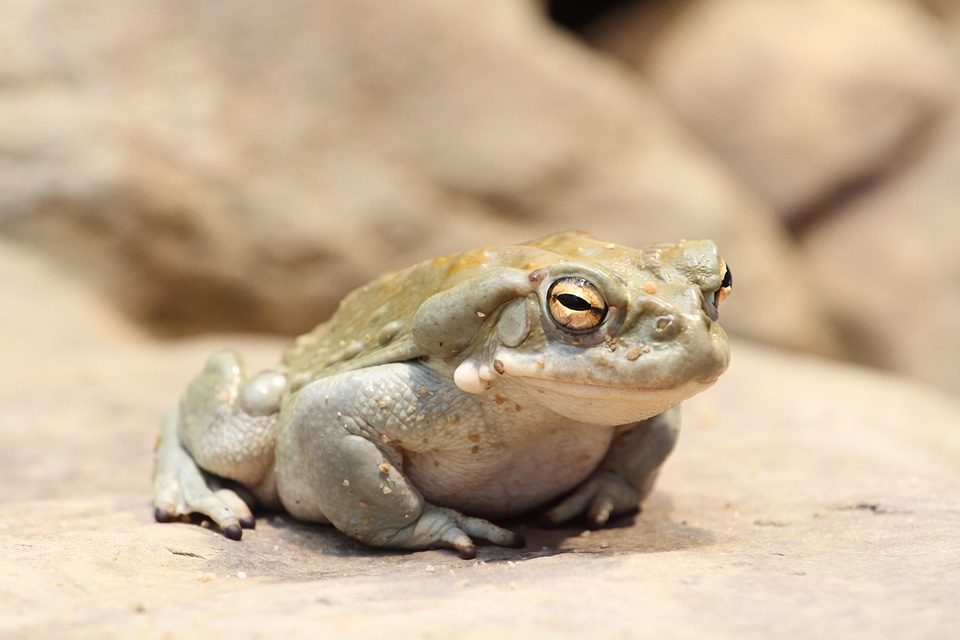 Animal amphibians fat
