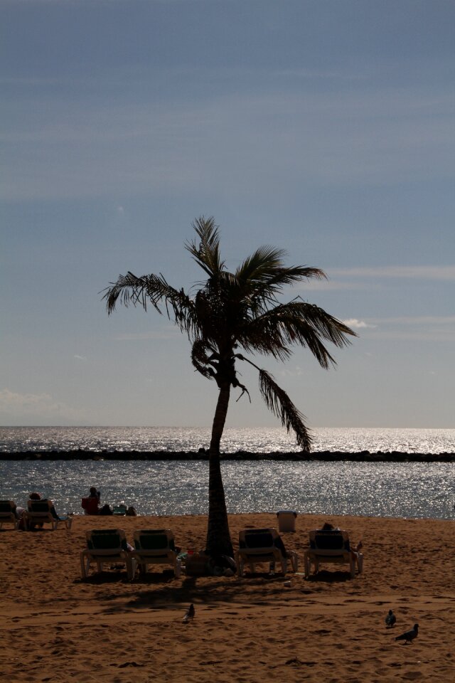Palm tree sand tenerife
