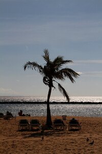 Palm tree sand tenerife photo