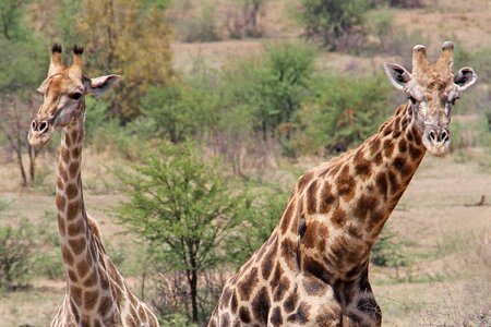 Safaris scenic beautiful