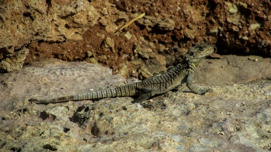 Reptile camouflage fauna
