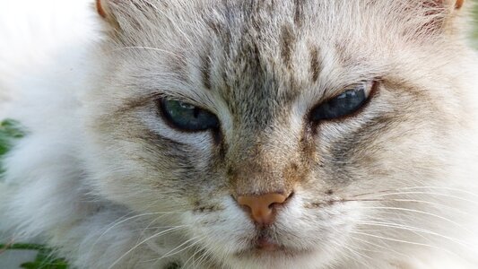 Animal pet cat face photo