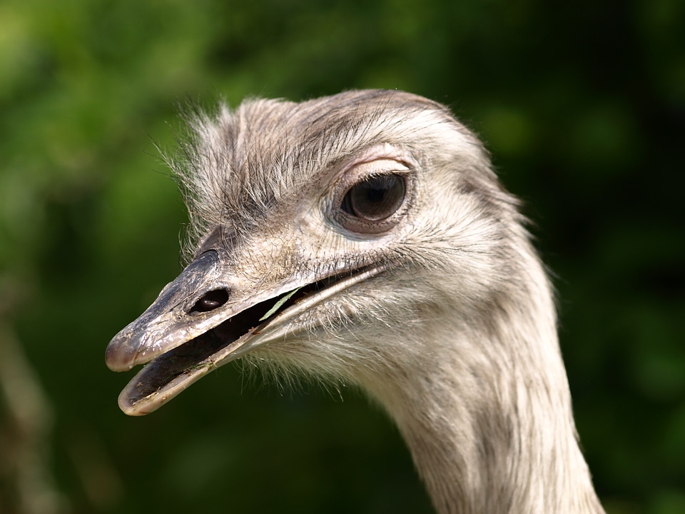 Portrait flightless bird animal