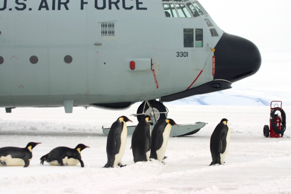 Antarctica emperor snow