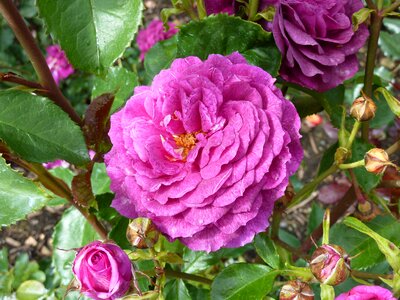 Garden roses english rose purple