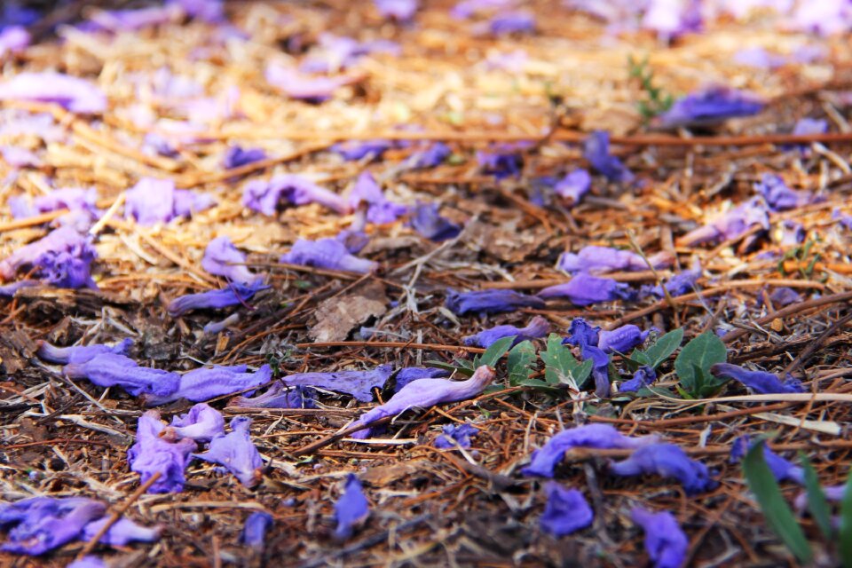Beautiful jacaranda trees pretoria
