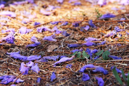 Beautiful jacaranda trees pretoria