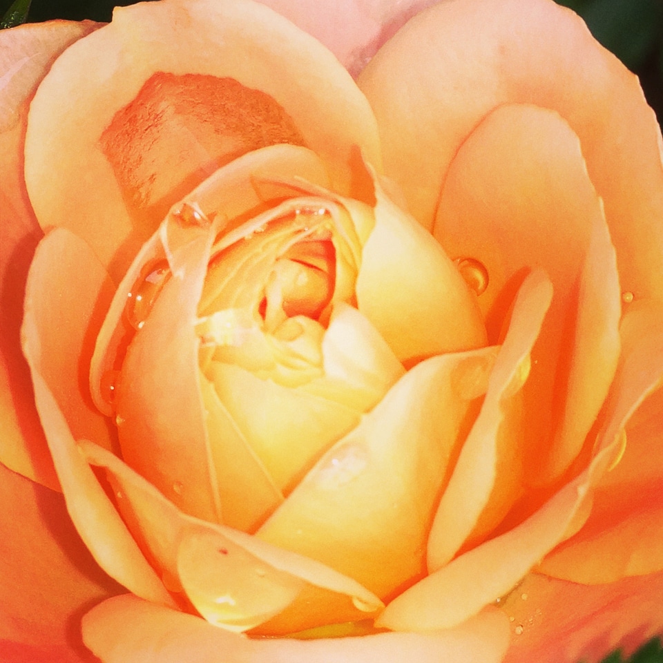Flowers flower perfume