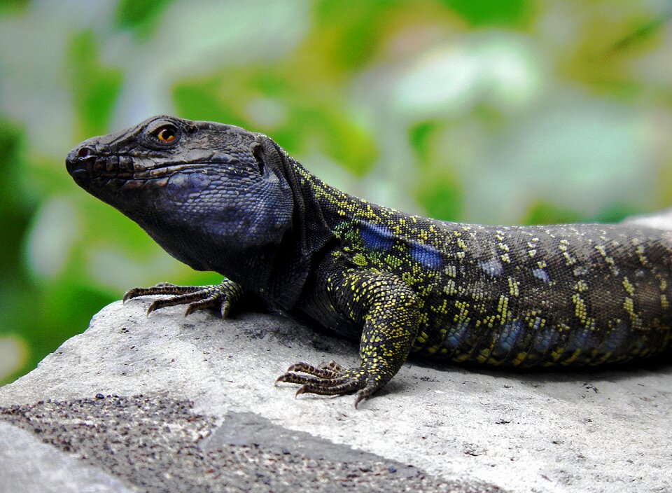 Endemic close up gallotia