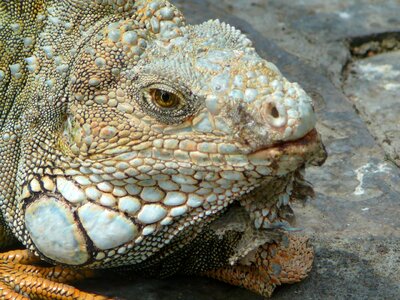 Reptile animal lizard photo