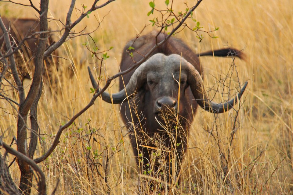 Safaris scenic beautiful