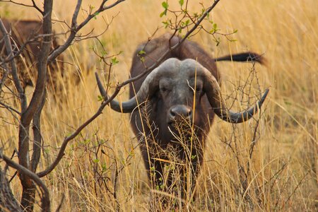 Safaris scenic beautiful