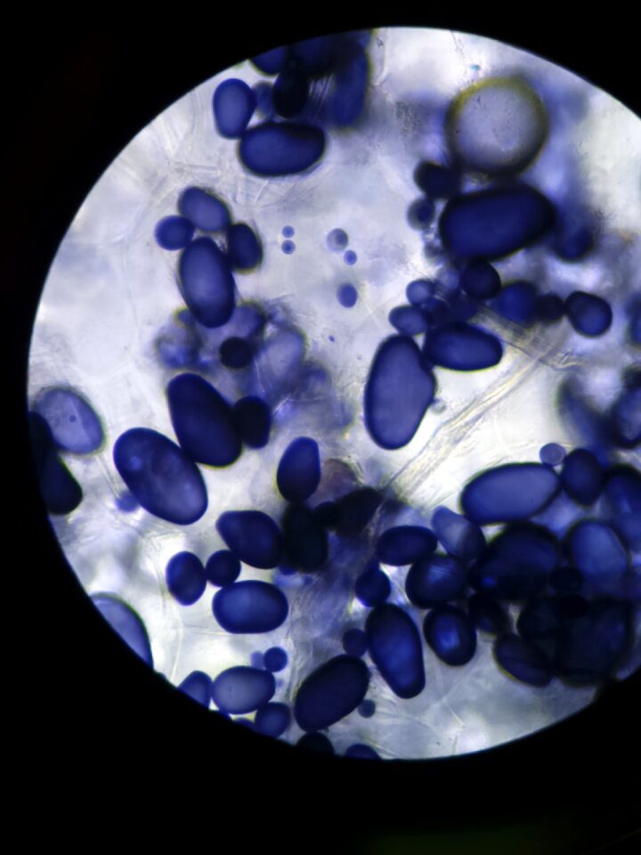Cell starch biology