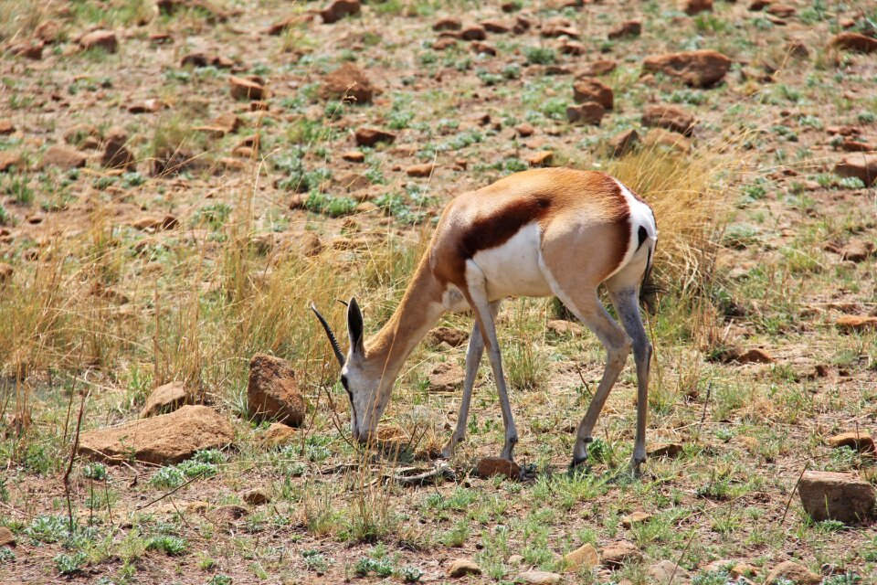 Safaris scenic beautiful
