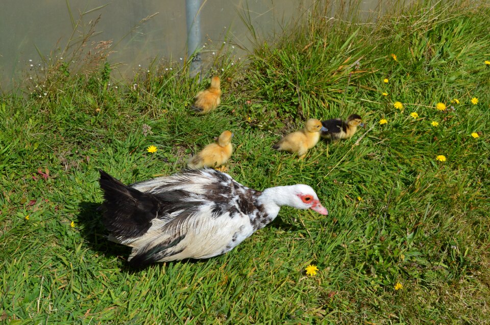Duck spring